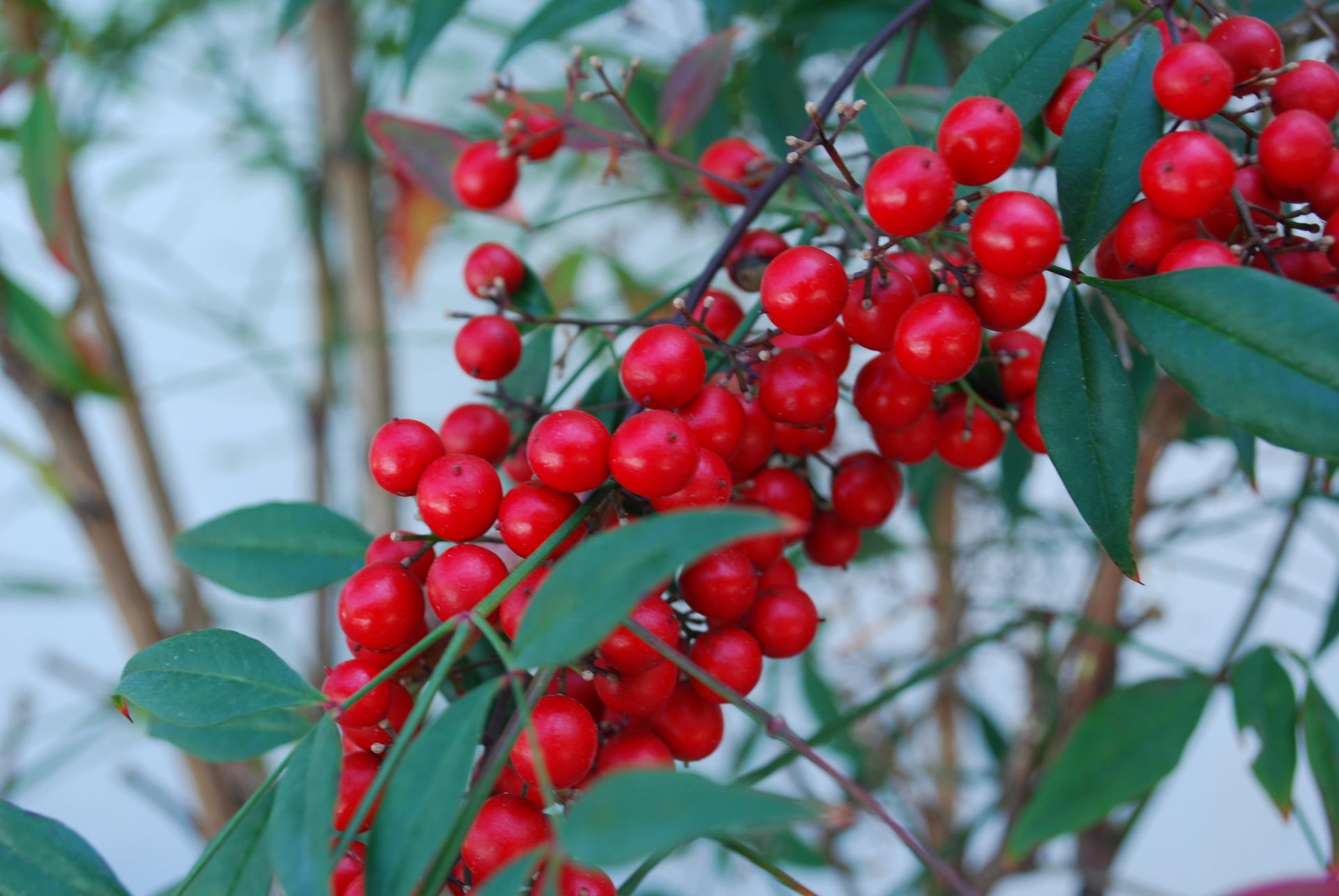 Red Berries